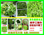 艾草