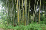 竹林