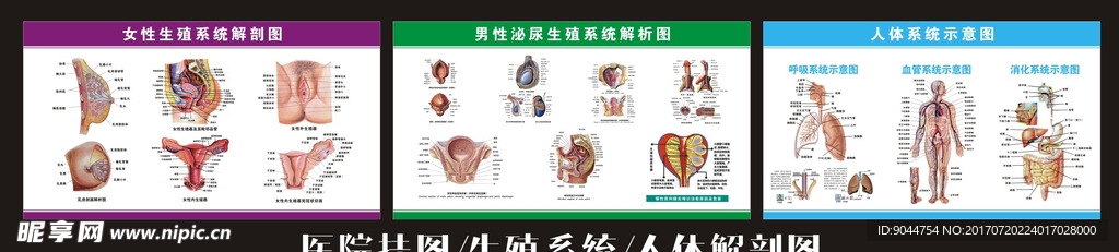 生殖系统解剖图