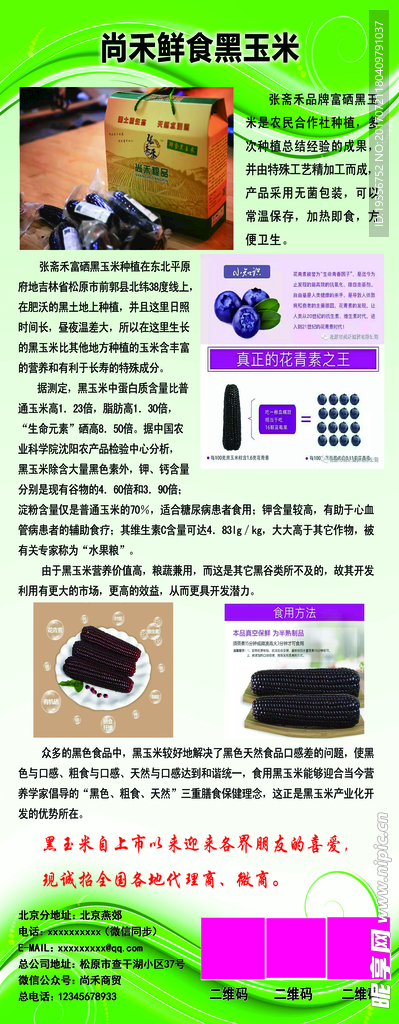 尚禾鲜食黑玉米