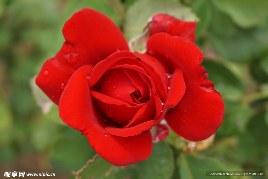 滴水的玫瑰花