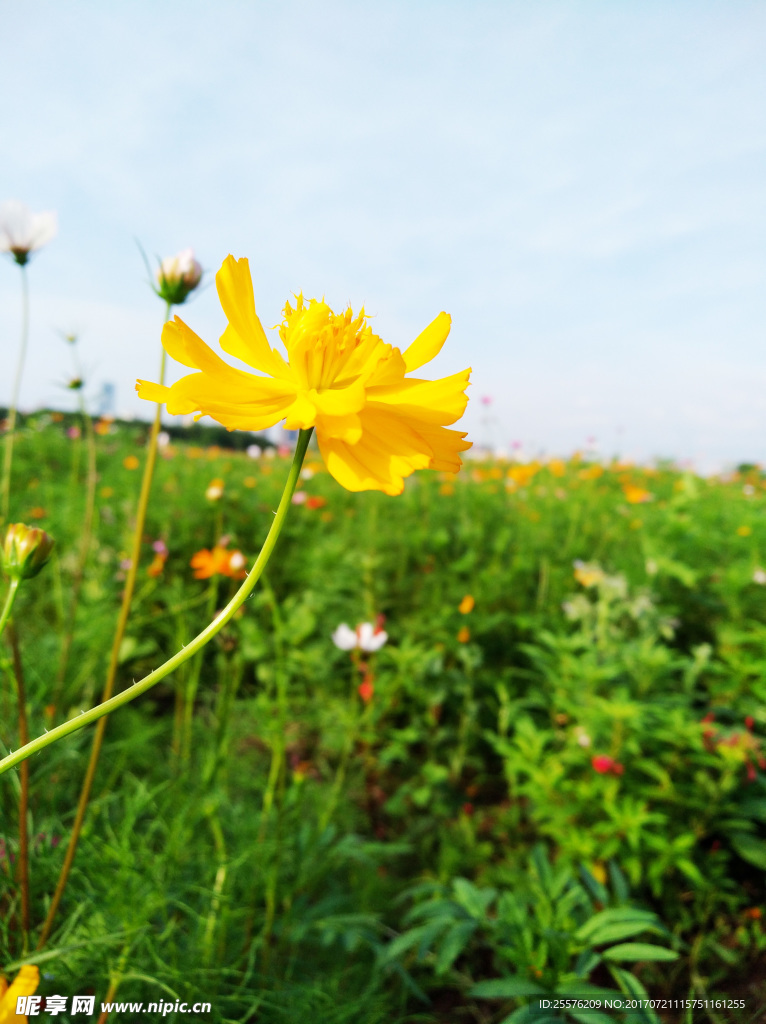 鲜花