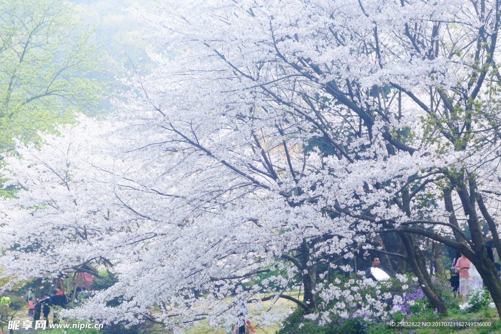 樱花