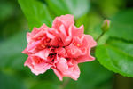 花蕊