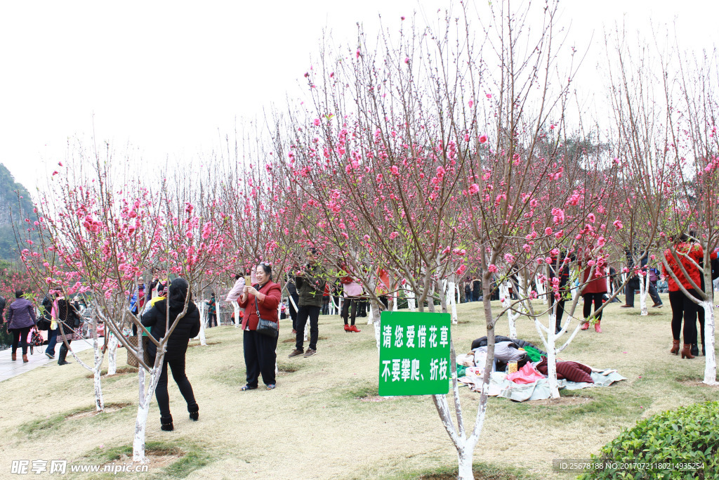 桃花