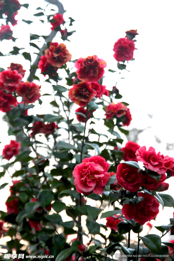 山茶花