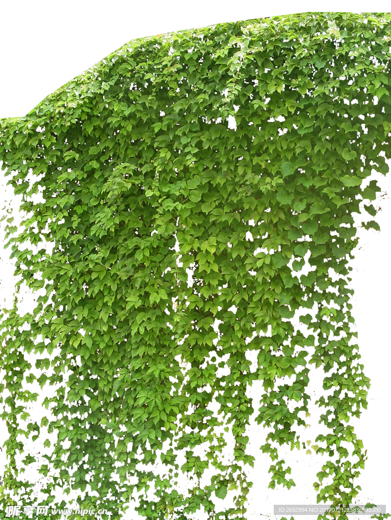 如瀑布一样的爬墙虎