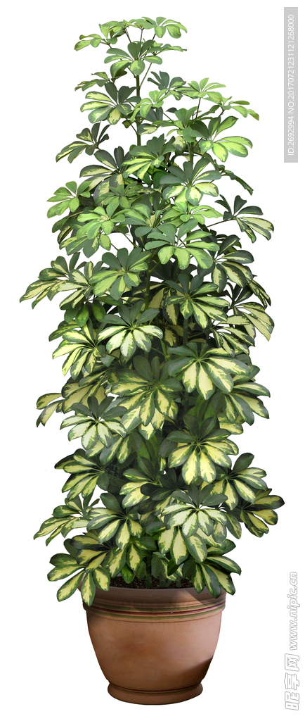 修葺过的发财树盆栽