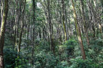 深圳园山风景区