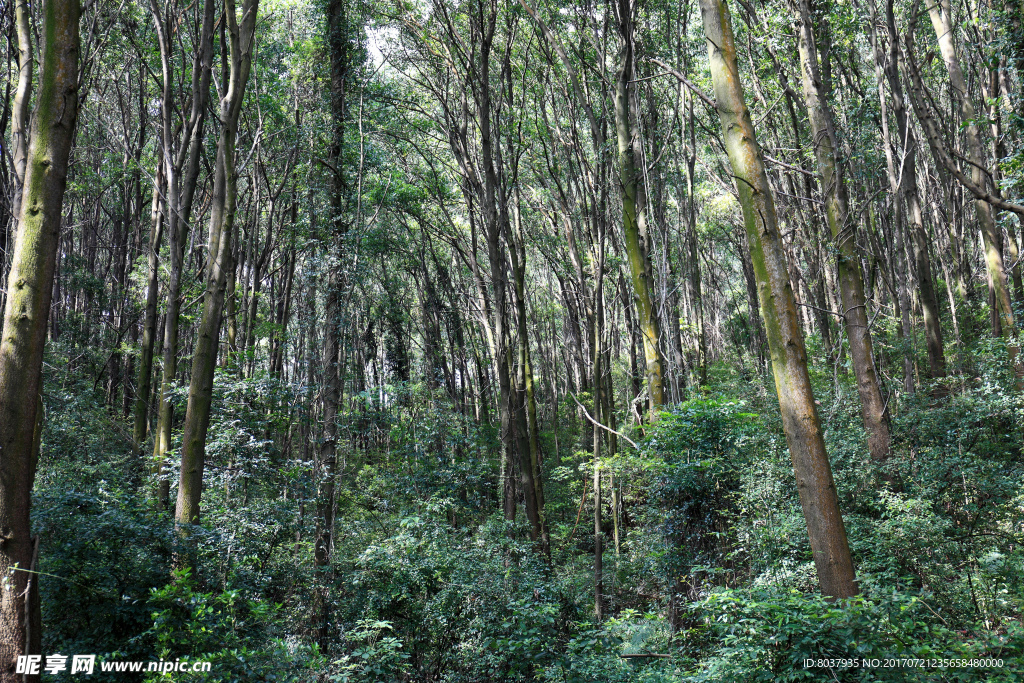 深圳园山风景区