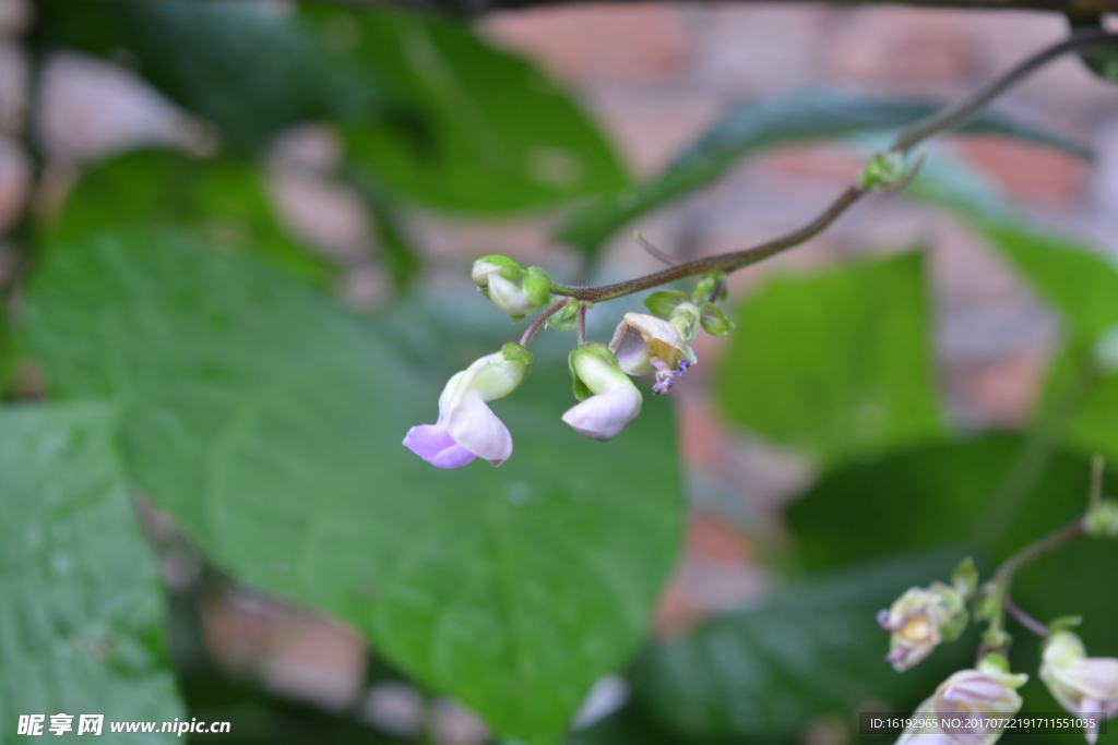 豆角花图片