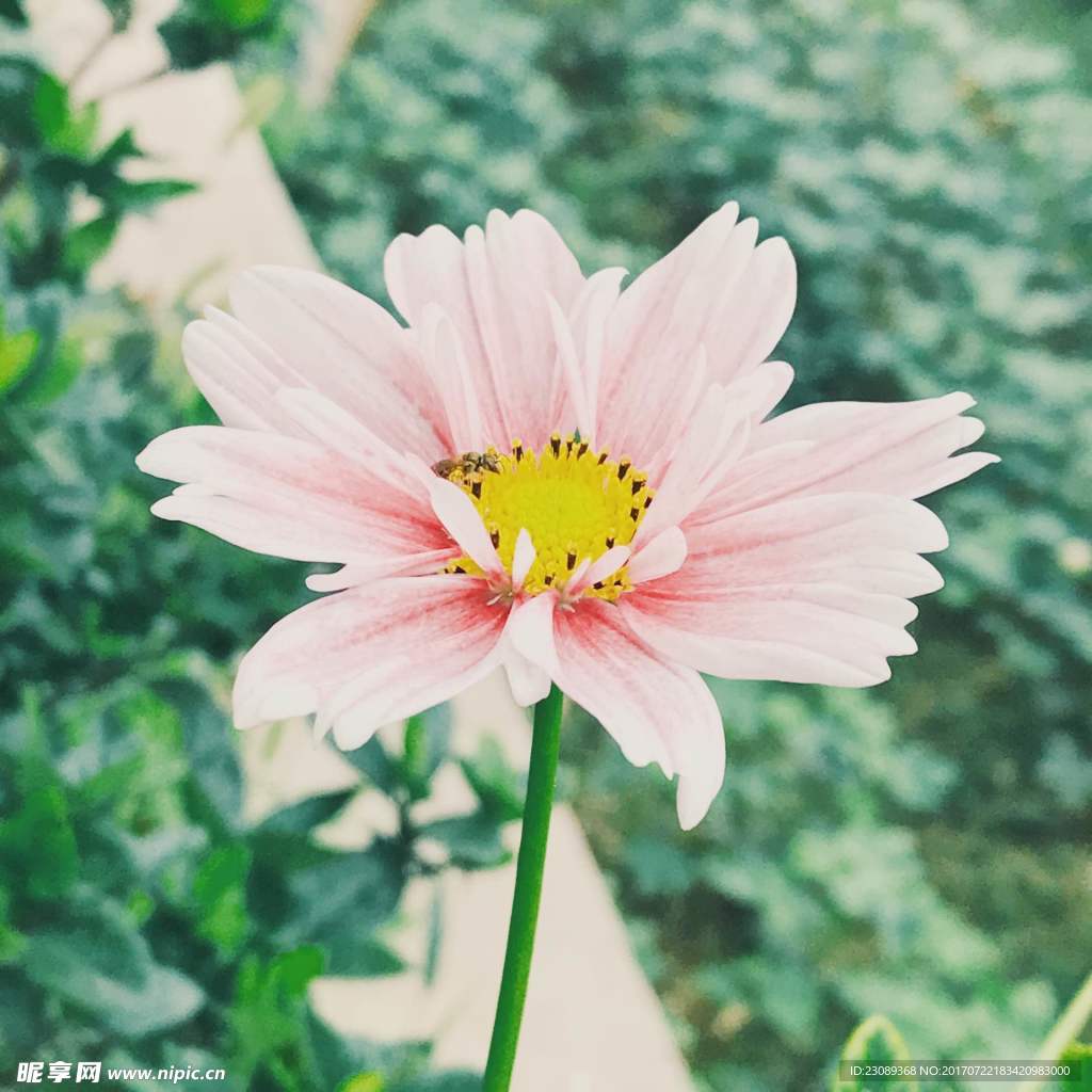 波斯菊