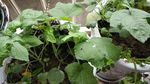 阳台绿色植物