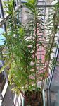 赶黄草