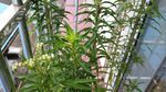 赶黄草
