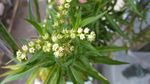 赶黄草