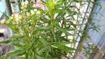 赶黄草