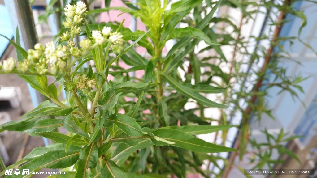 赶黄草