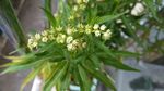 扯根菜