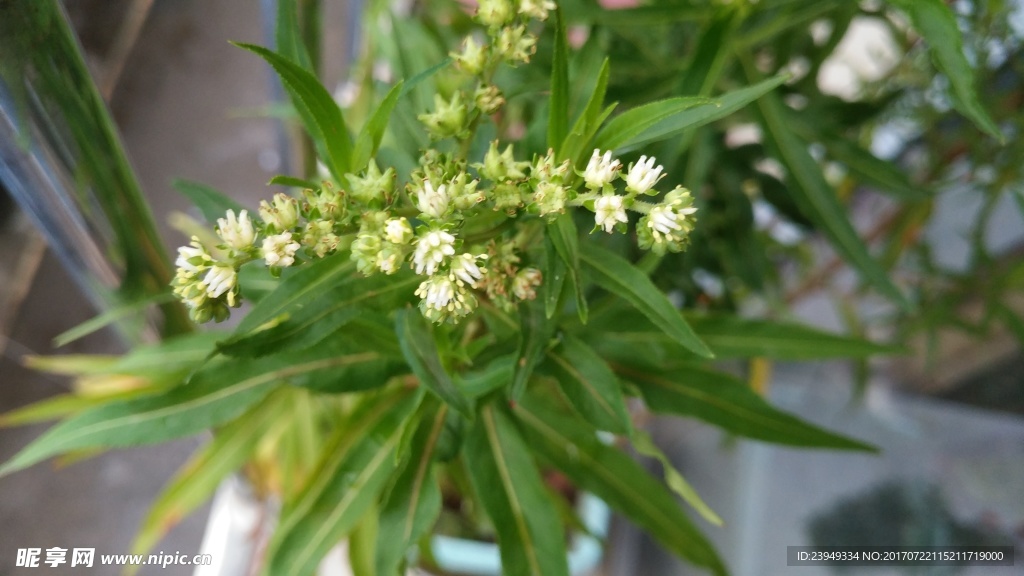 扯根菜
