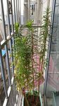 赶黄草