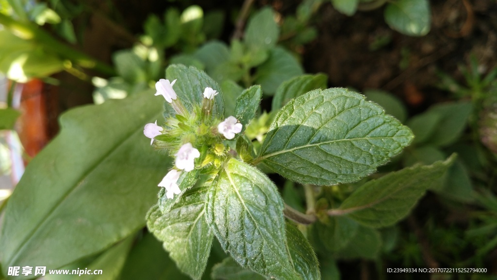 风轮菜