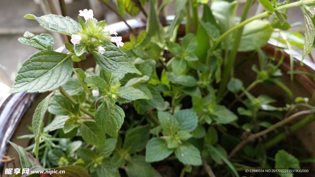 风轮菜