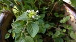 风轮菜