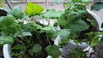 阳台绿色植物