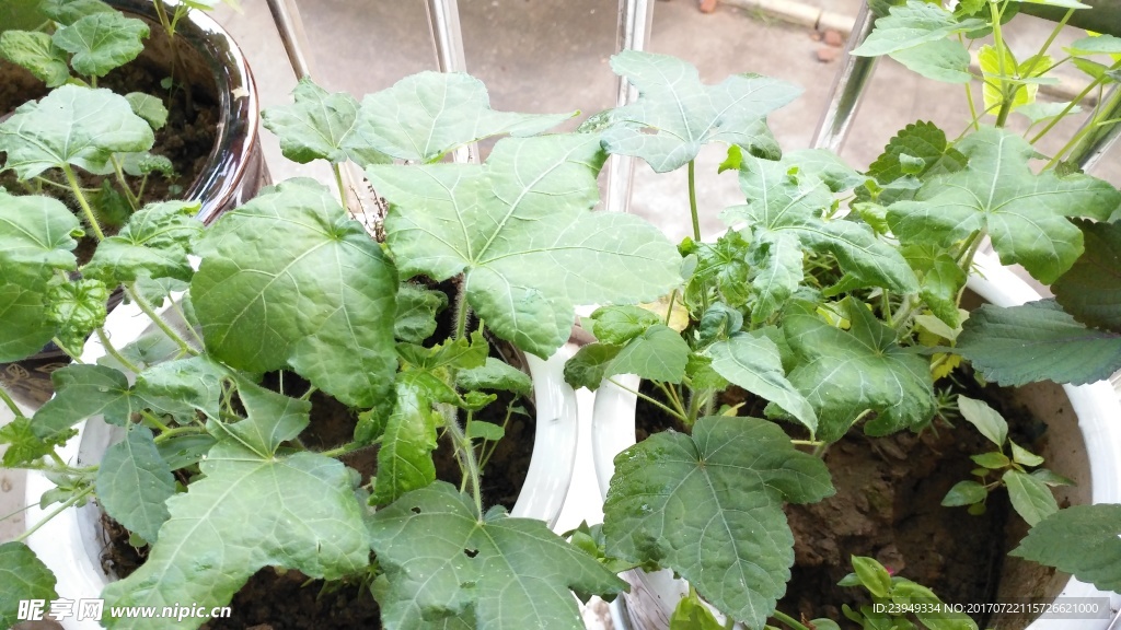 绿色植物