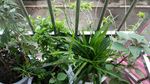 阳台绿色植物