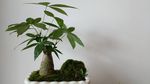 发财树