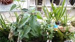 藿香 薄荷 石菖蒲