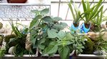 藿香 薄荷 石菖蒲 射干