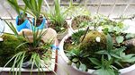 石菖蒲 车前草