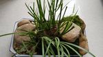 石菖蒲