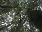 树干
