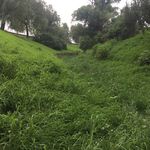 草地