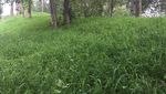 草地