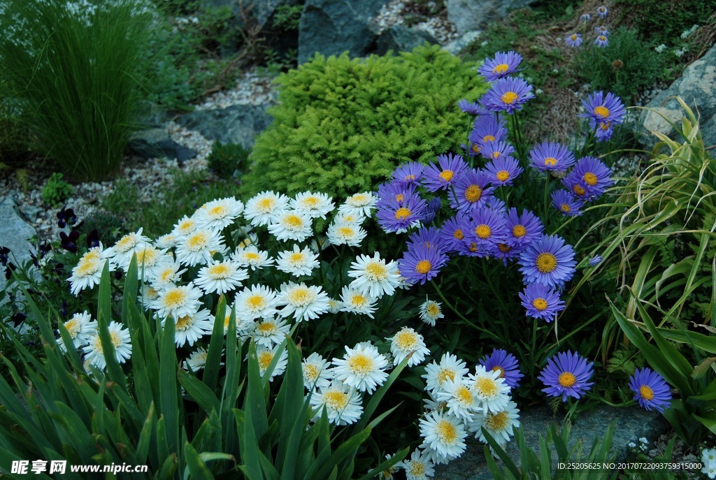 漂亮野生翠菊