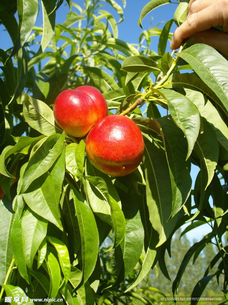 成熟的油桃