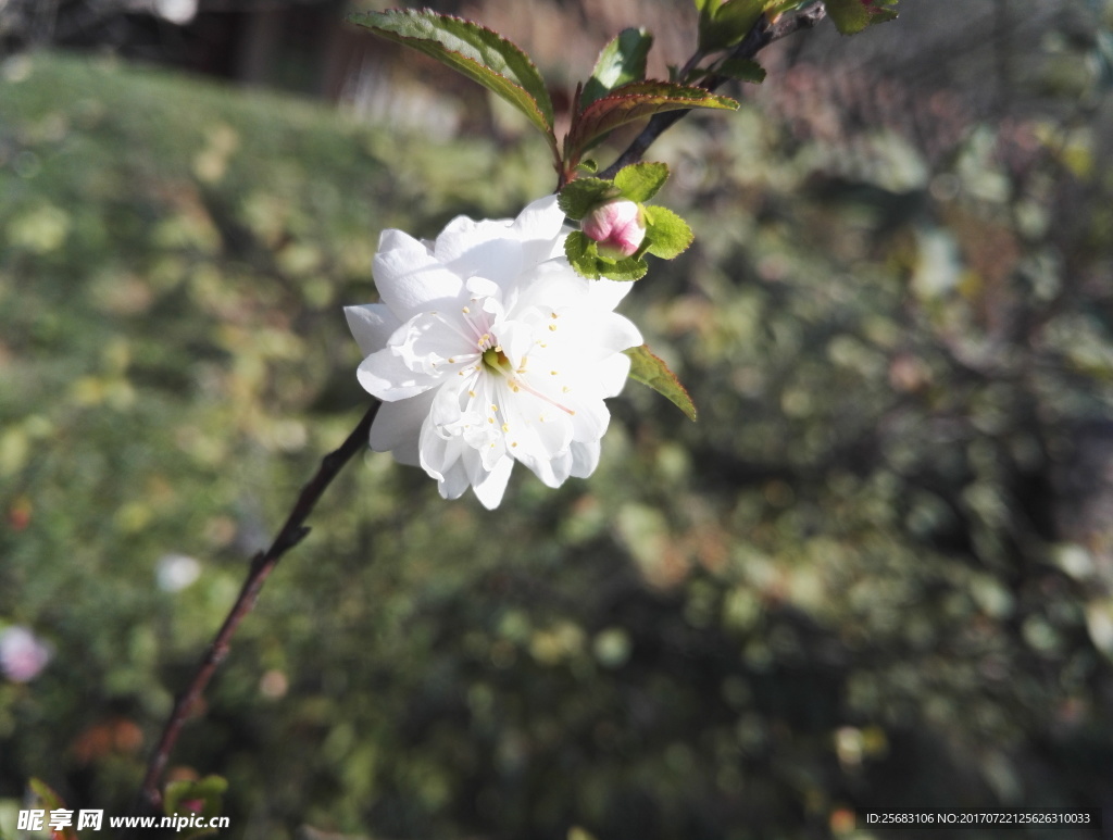 白色花朵