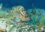 海洋生物 蓝色海洋 海底鱼类