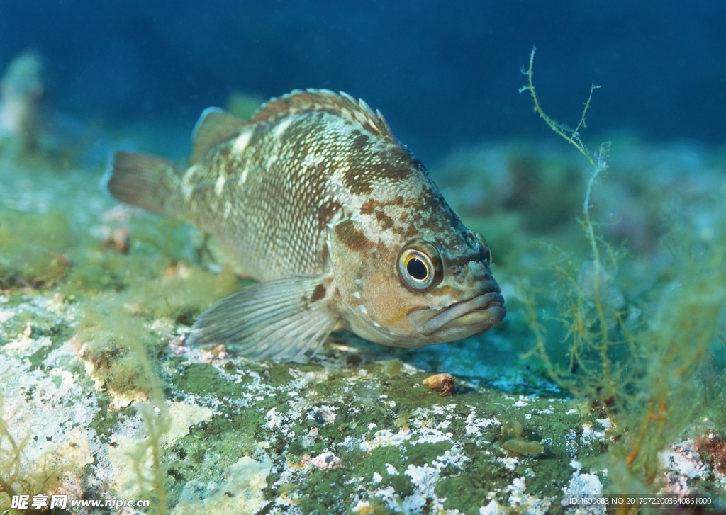 海洋生物 蓝色海洋 海底鱼类