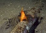 海洋生物 蓝色海洋 海底鱼类