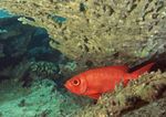 海洋生物 蓝色海洋 海底鱼类