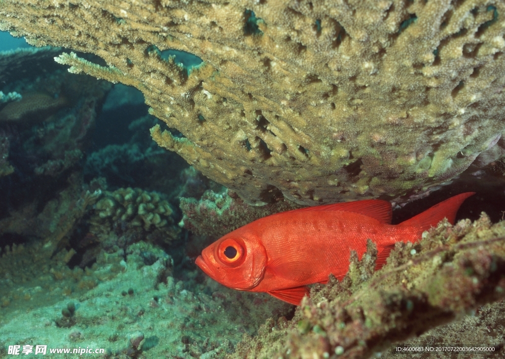 海洋生物 蓝色海洋 海底鱼类