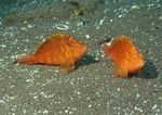 海洋生物 蓝色海洋 海底鱼类