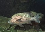 海洋生物 蓝色海洋 海底鱼类