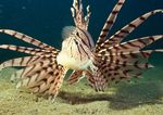 海洋生物